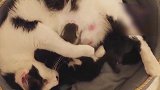 好好玩的猫咪啊，看这晃头的样子，真是太可爱了吧！