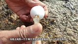 鸡蛋也能孵出鱼，小哥敲碎蛋壳，一条条鱼蹦了出来！