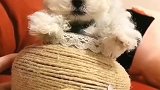 茶杯犬困了，打盹眯眼的样子好可爱