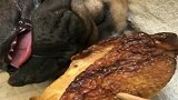 当沉睡的狗狗遇上烤鸡腿，这表情绝了