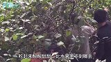 荒地里的野果子，人称“山莓”有“黄金水果”的美称，比较稀有了
