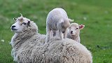 小羊羔早产，科学家将其放入“人造子宫”内，神奇一幕发生！