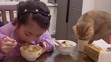 猫咪饭桌上偷喝小主人的水，被女孩轻点额头教训