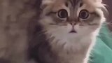 猫咪第一次见主人的女友全身炸毛