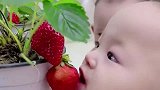 小姐姐种的草莓结果了，小朋友看见了竟然直接上嘴。