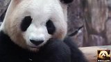 熊猫良浜在镜头前自信展示圆润又可爱的大脸，萌得一塌糊涂