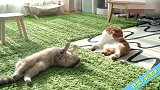 懒洋洋的小猫咪，一晒上太阳就一副慵懒的样子