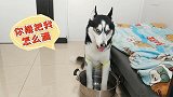 二哈不仅打架斗殴还满脸不服，一见主人拿铁锅炖狗肉，立马怂了！