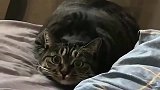 这还是猫吗不是亲眼所见，真不敢相信！