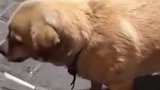 要不是亲眼所见，都不敢相信，狗子也会撸串