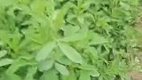 当沙漠种上苜蓿，这还是你印象中的沙漠模样吗？网友：塔克拉玛干......大草原？