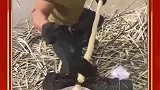 卖了好几年的甘蔗，才练就这项技能，真正的民间高手
