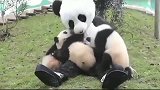 熊猫宝宝：这是咱们的祖宗吗咋那么大一只