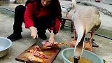 我见过脸皮厚的，但没见过这么厚的