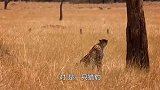 猎豹妈妈外出几天狩猎回来，孩子们都不认真她了，真是太搞笑了！