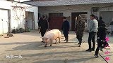 大姑家杀年猪，两头大肥猪共900多斤，8个人才能按住，累坏了