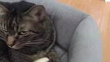 猫咪死死的护着怀里的电动小老鼠，主人一碰它就凶主人还要咬主人
