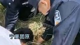 宁夏一村民家小牛犊莫名失踪，竟掉在了废弃的洋芋窖里。
