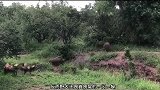 落单的疣猪被野犬群团团包围，疯狂撕咬隔着屏幕都感觉疼