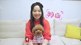 俩公泰迪穿裙子给老妈伴舞，母子三狗要集体出道吗