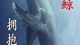 座头鲸保护幼崽穿越公海！