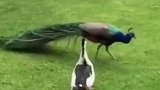 母鸭求爱孔雀被拒，恼羞成怒骑在孔雀身上