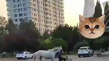 马术教授骑小电驴遛马，这骑的是爱马电动车吧