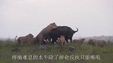 8只狮子疯狂猎杀落单水牛，水牛反抗无效绝望而死，下场太凄惨了