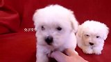 超萌一对白色双胞胎小狗狗，喜欢么！