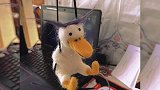 哈哈哈哈，手艺人手底下的可可爱爱丑小鸭 迷惑行为大赏
