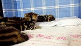 睡在床上的猫咪们，看这萌萌哒的样子，好可爱啊！