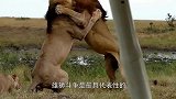 年轻雄狮和老狮王争夺王位，打的正激烈时，意外发生了