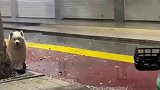 迷路萨摩耶想跟小姐姐回家