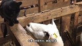 猫蹲在墙上，不料一只浣熊凑了过来，下一秒浣熊的举动太搞笑了！