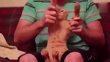 猫咪跳舞真的很魔性，做梦都在跳