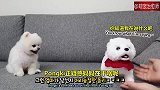 主人买了毛绒玩具，家里的“真”狗狗委屈哭了，吃起醋来好可爱！