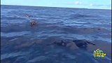水中遭遇虎鲨！25吨重巨型座头鲸、用巨大鱼鳍护生物学家脱险