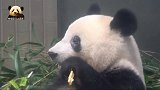 可爱到膨胀的熊猫香香又来吃播圈粉了！乖萌模样怎么就看不够呢？