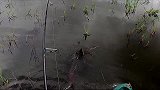 这是什么鱼？腹红背黑，差点有一条船那么长！