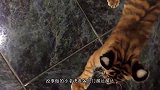 小老虎出门玩耍，发现门口有一群狗，小老虎：别咬我，我很乖！