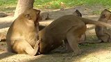 实拍：猴王成长记......