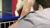 暗中观察这就是被猫坚定的选择了吧