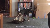 为了主人新宠物，柴犬和二哈打起来了，鹦鹉成为了赢家？