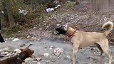 美国比特犬见到同类就想干架，硬往前冲，主人差点都拉不住