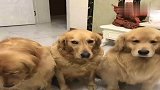 妈妈要出远门特意为狗狗们开会，大欢依依不舍十分落寞，太心疼了