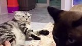 猫：好好给我按摩啊，不然不分你小鱼干吃！
