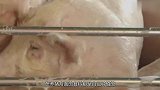 美国人很少吃猪肉，为啥依旧是养猪大国呢看完就懂了