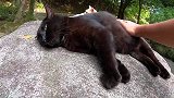 大肥猫躺下求抚摸，旁边的同伴也不甘示弱，最后还把肥猫挤走了