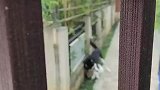 没拴绳的哈士奇，挟持着一只小狗与人对峙