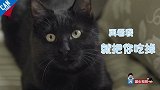 猫奴的9大怪癖【举起爪儿来】